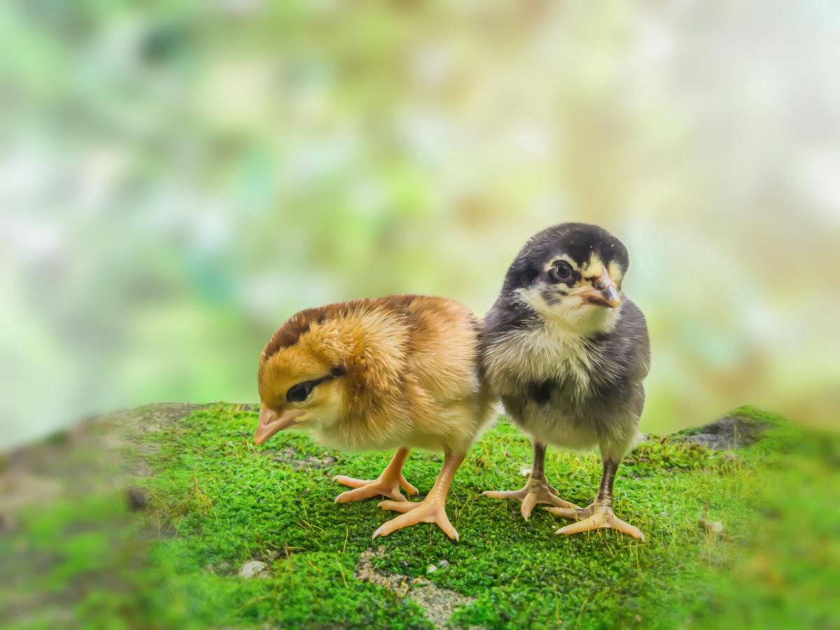 Our advanced hi-tech cage systems are now available to support modern poultry farming.